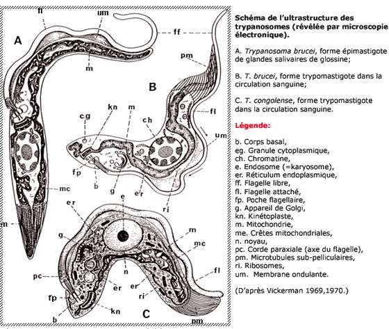 Строение трипаносомы рисунок с подписями