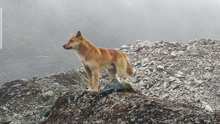 Ce chien existe encore à l'état sauvage