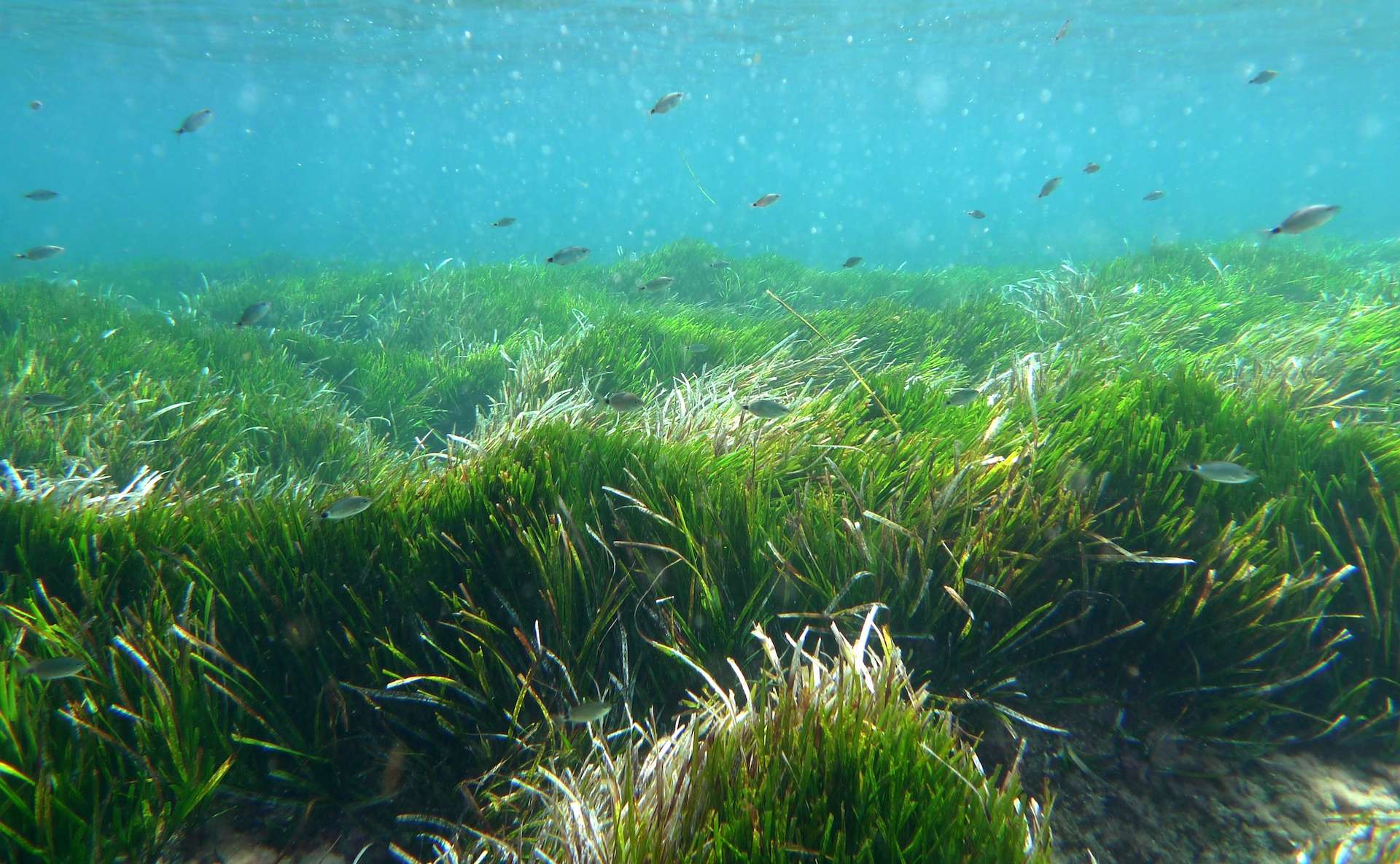 Океанические водоросли. Посейдония водоросли. Посидония водоросль. Морская трава Посидония Океанская. Зостера морская водоросль.