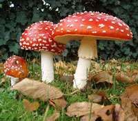 Dossier : découverte et cueillette des champignons Tout savoir sur les champignons ! © DR