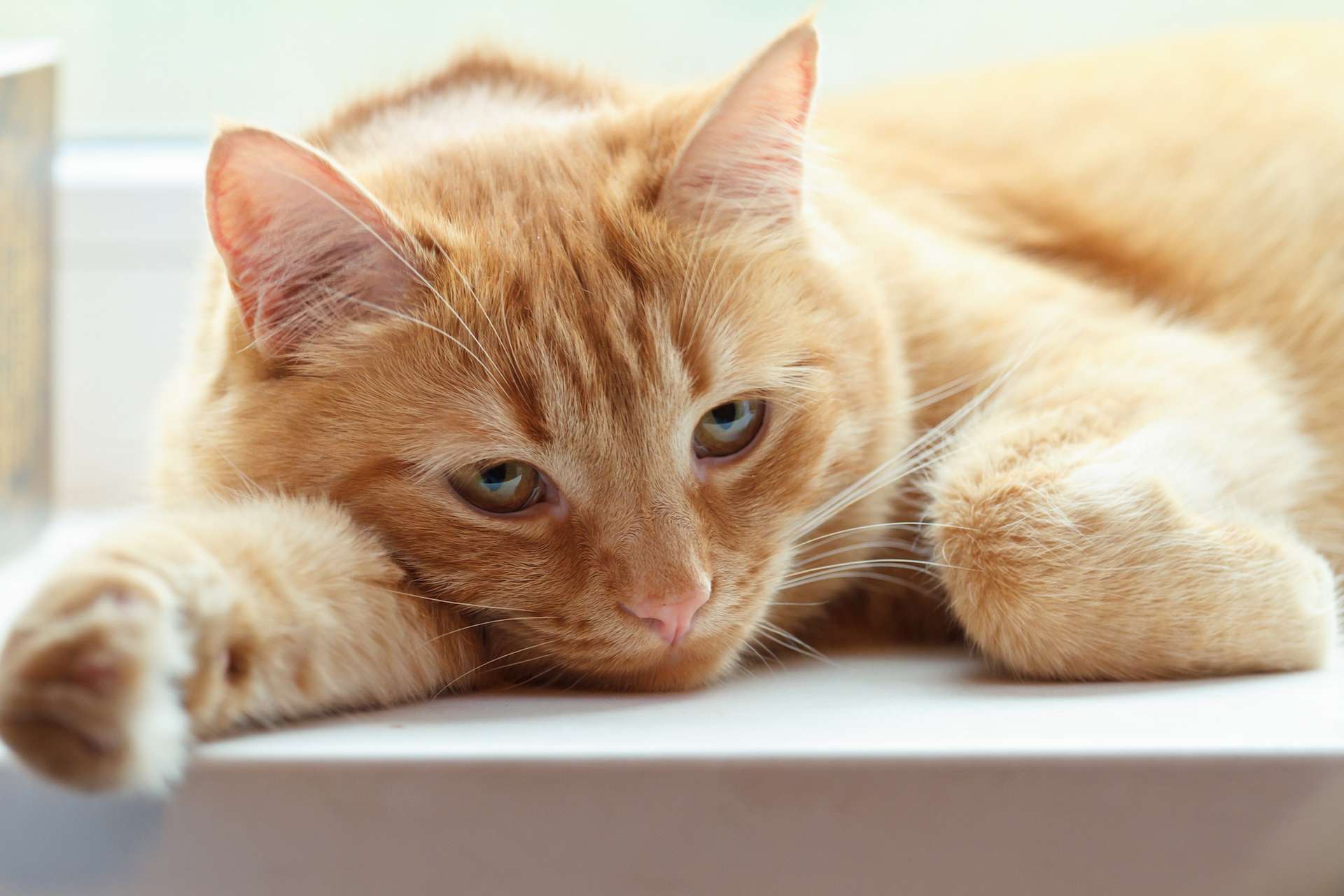 Who said cats don't have feelings? Science proves otherwise (at least for some)