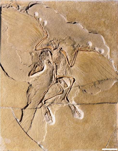 Le premier fossile d'archéoptéryx a été découvert en 1861 près de Langenaltheim en Allemagne et date d'environ 150 millions d'années. Barre d'échelle : 5 cm. © Museum für Naturkunde Berlin