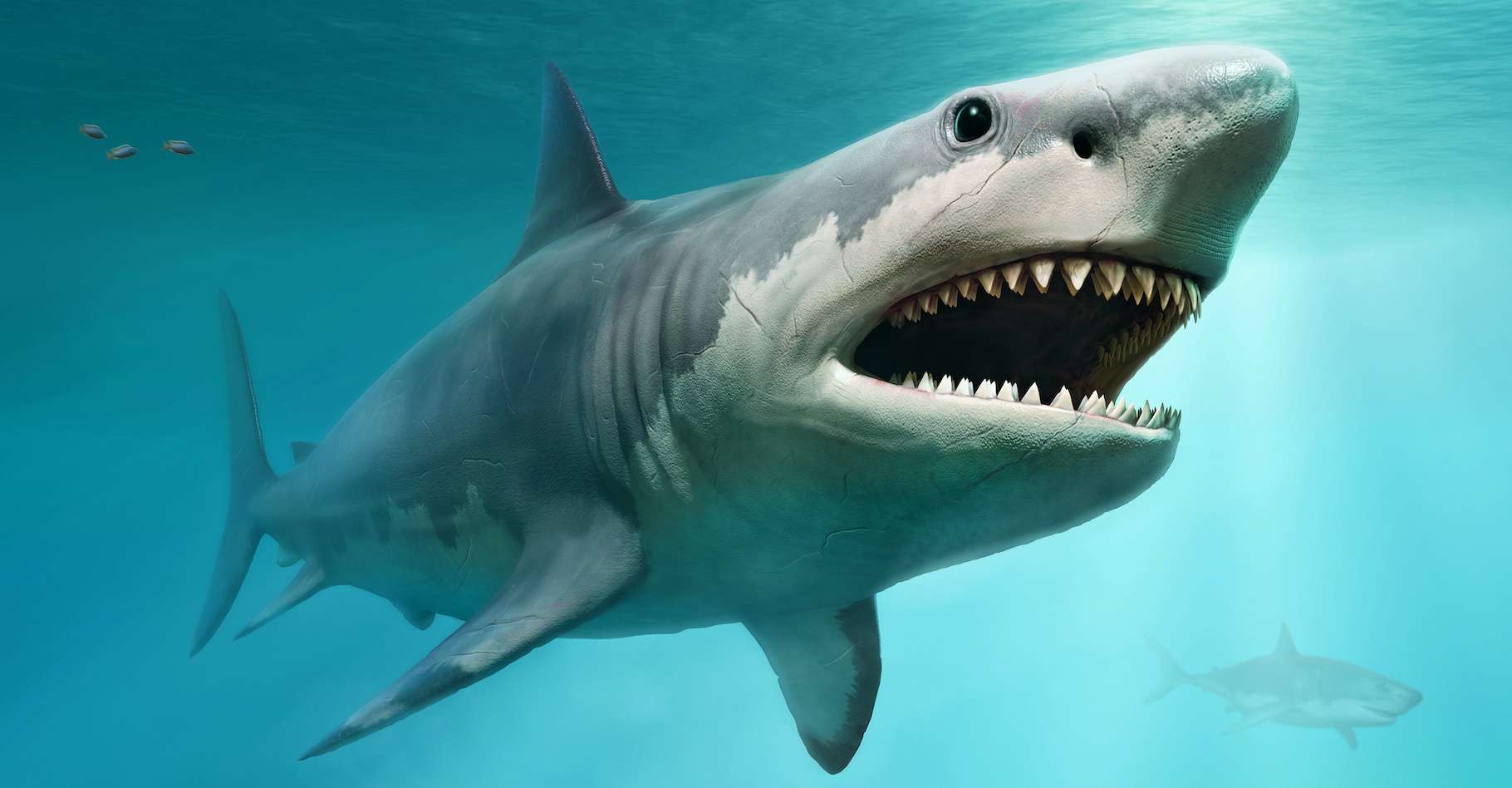 https://cdn.futura-sciences.com/buildsv6/images/largeoriginal/9/8/3/98369710bb_50171970_petits-megalodon-geants.jpg