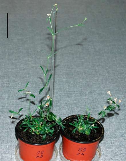 Silene stenophylla fait partie de la famille des caryophyllacées (sur la photo, la barre représente 50 mm). © Yashina et al. 2012