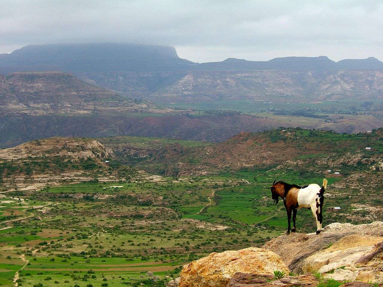 Vue des hauts plateaux éthiopiens. Les chercheurs ont étudié le génome de la population de cette région qui a subi au cours des millénaires d’importants changements physiologiques et génétiques affectant leurs systèmes respiratoires et sanguins. © Andro96, licence CC BY-SA 2.0