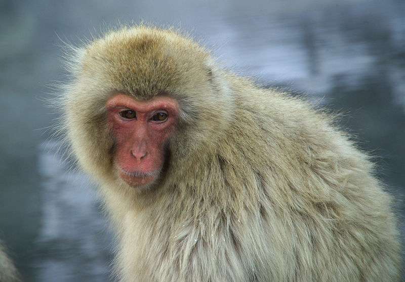 Definition Macaque Japonais Singe Des Neiges Macaca Fuscata Futura Planete Definition Macaque Japonais Singe Des Neiges Macaca Fuscata Futura Planete