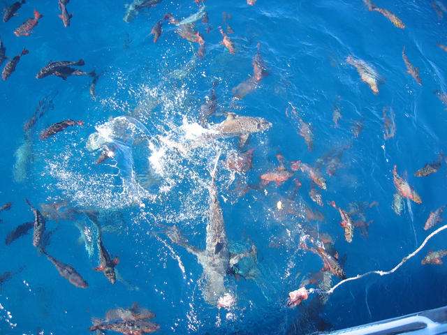 Les séances de shark feeding peuvent se dérouler en plongée avec les plongeurs libres ou dans une cage, ou encore comme ici en Nouvelle Calédonie, à partir d'un bateau. © PedroGilberto.net, CC by-nc-sa 2.0