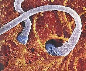 Image en fausses couleurs de la fécondation d'un ovule par des spermatozoïdes.
