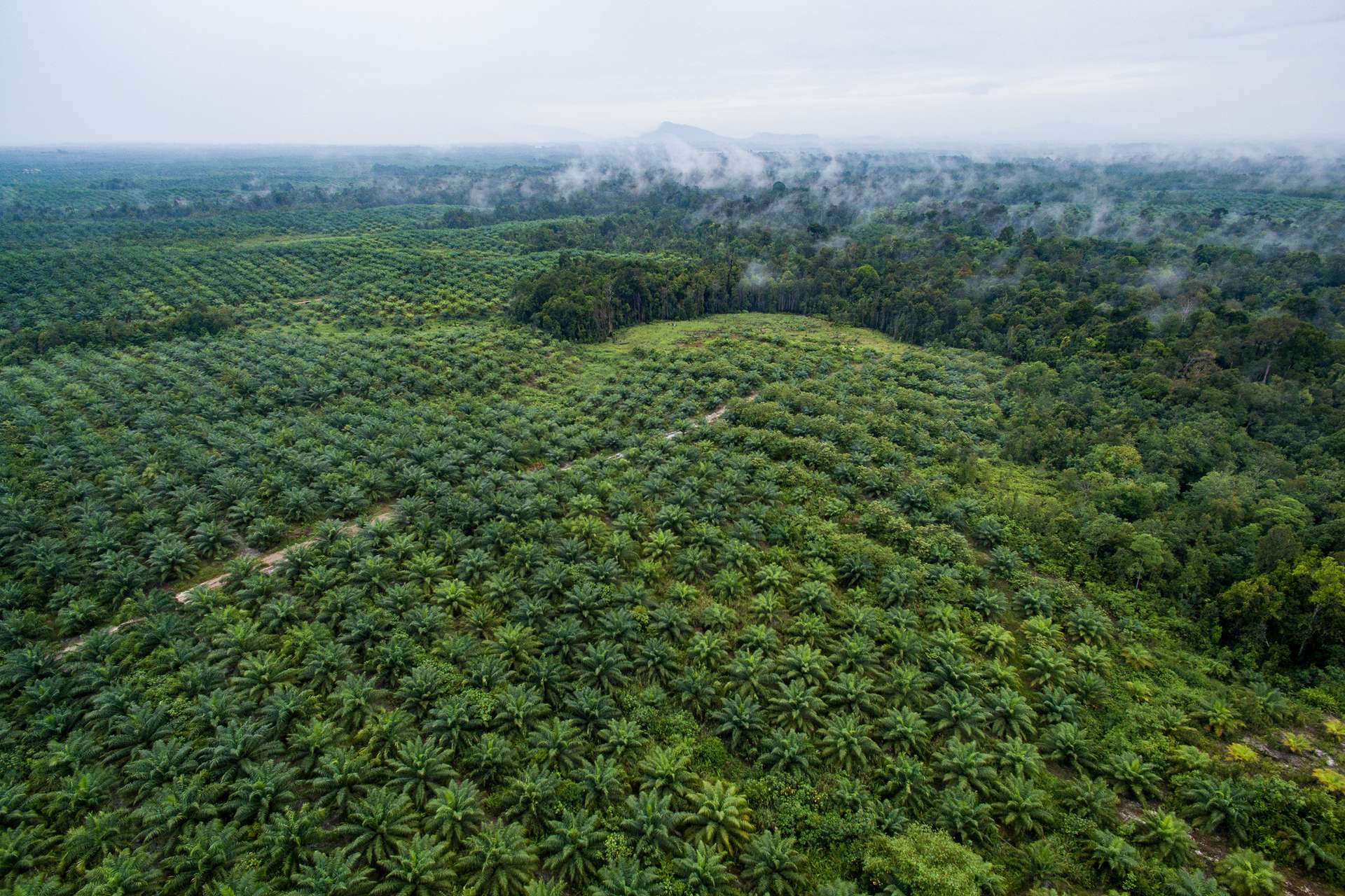 des-palmiers-huile-nains-pour-limiter-la-d-forestation