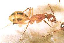 Comment les fourmis organisent leurs nécropoles Comment les fourmis organisent leurs nécropoles