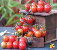 Dossier : La tomate, un légume-fruit pas comme les autres La tomate, reine des légumes-fruits, est riche en variétés et en propriétés bénéfiques pour la santé. © Site Internet Tomodori