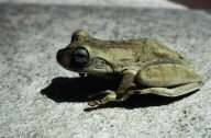 Hermaphrodisme chez les amphibiens Crédits : IRD
