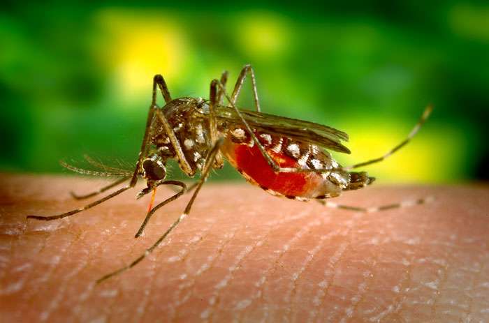 The Aedes aegypti mosquito is the vector of the yellow fever virus.  © DR