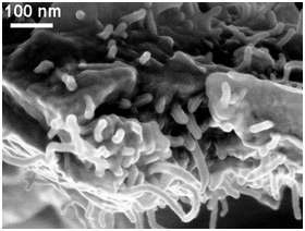 Le matériau, vu ici au microscope électronique à balayage, est formé d’un mélange entre des nanotubes de carbone et le matériau de structure, ici de la résine époxy. © Nikhil Koratkar