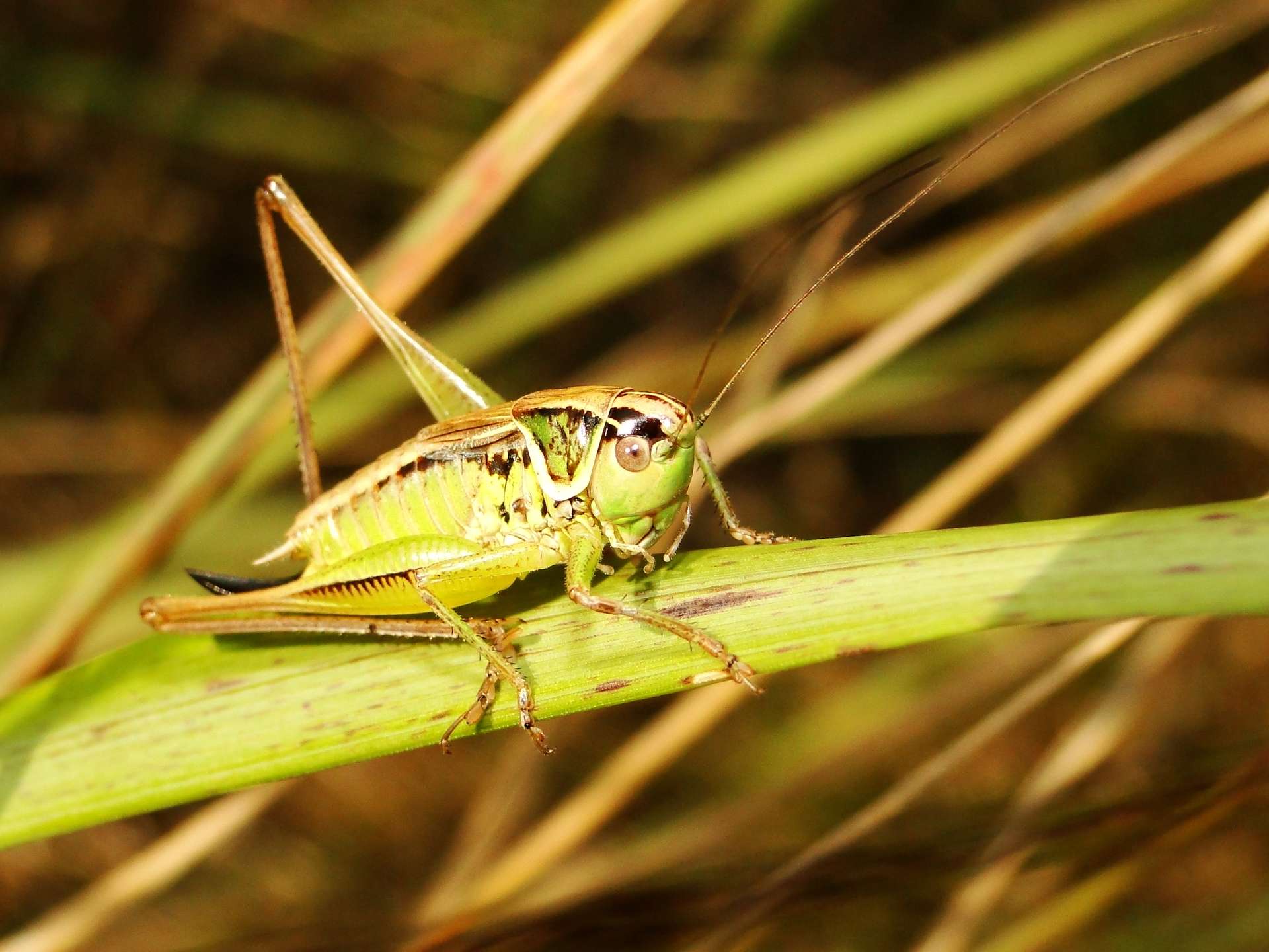 9c824b0baa_132681_insectes-virus-c-krzysztof-niewolny-unsplash.jpg