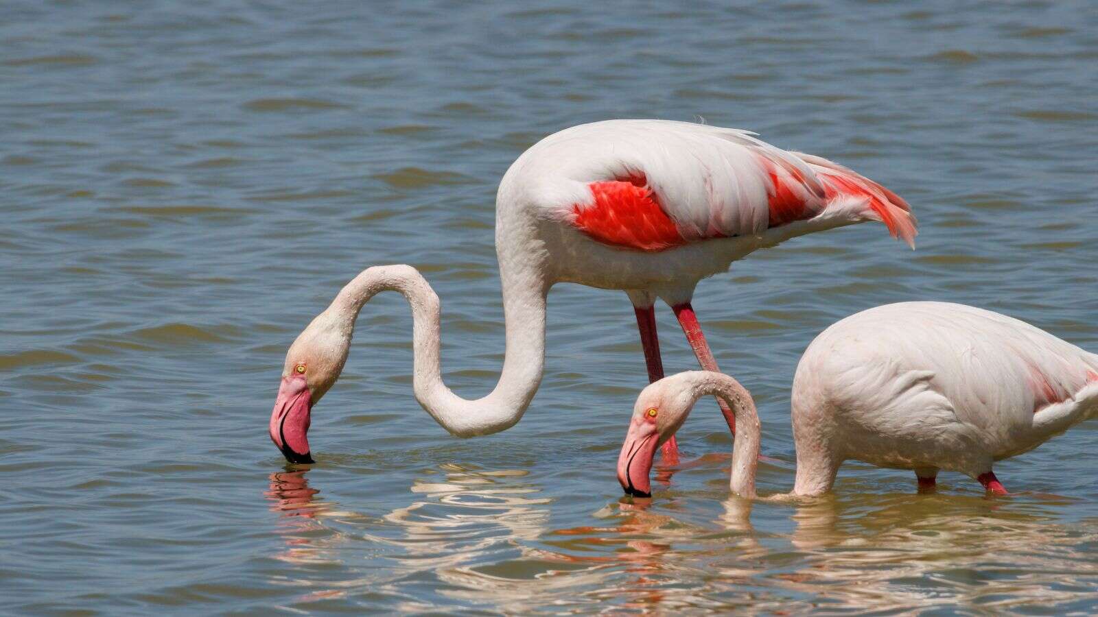 Des chercheurs viennent de découvrir la technique de chasse des flamants roses et elle est impressionnante !