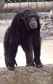 Le partage chez les primates Le partage chez les primates