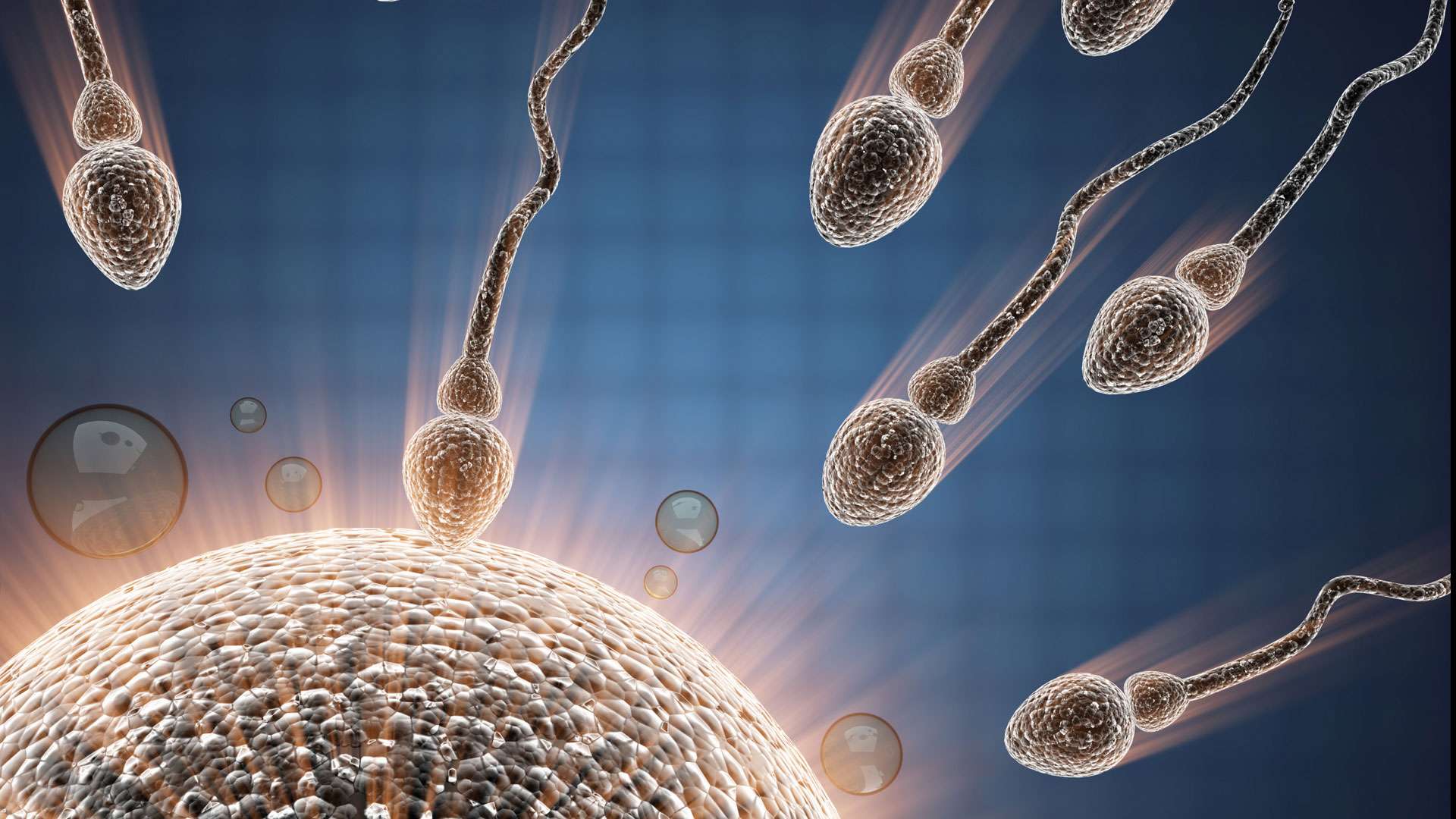 Limpitoyable Lutte Des Spermatozoïdes 