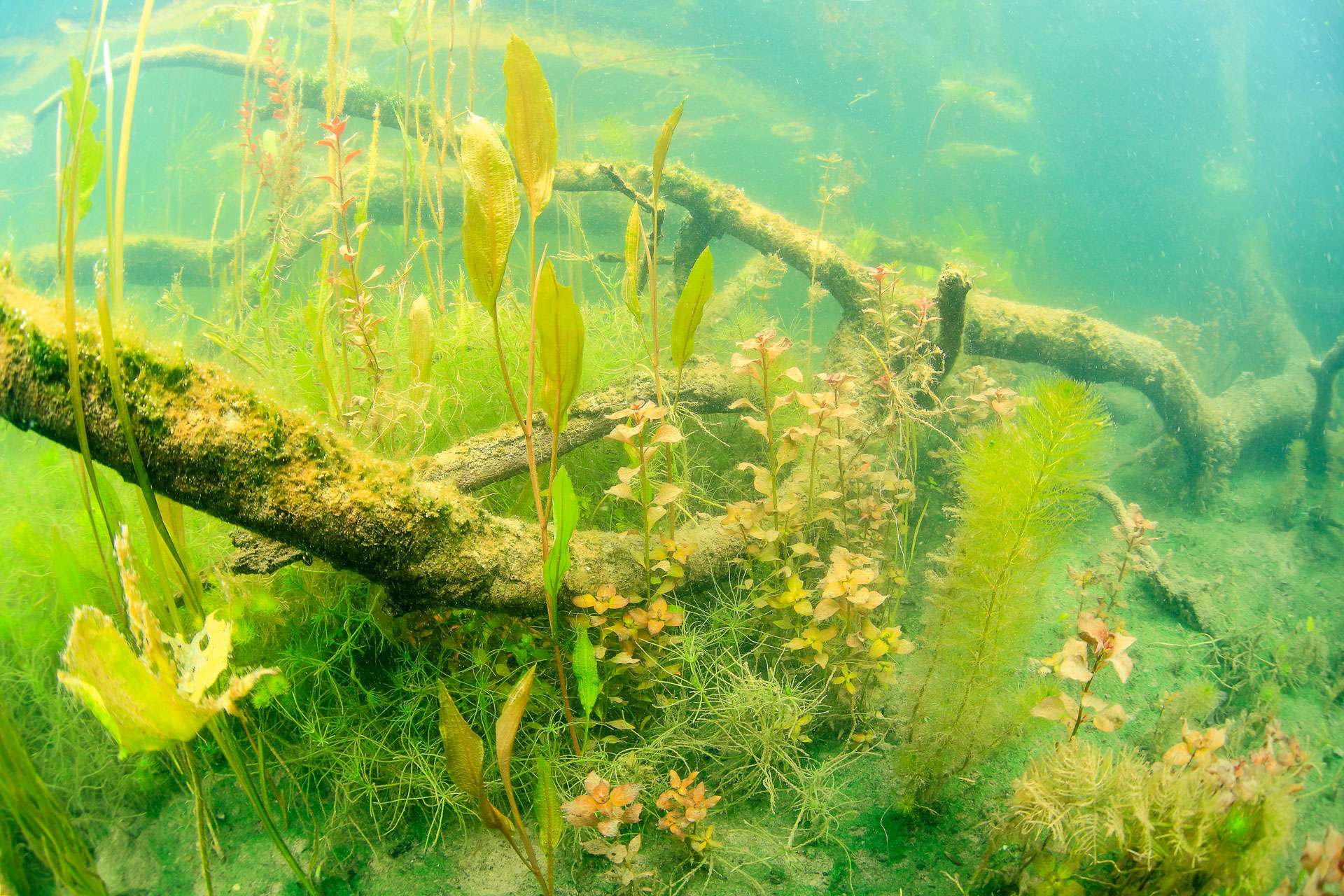 Un bras mort du Rhône plein de vie Photos Futura