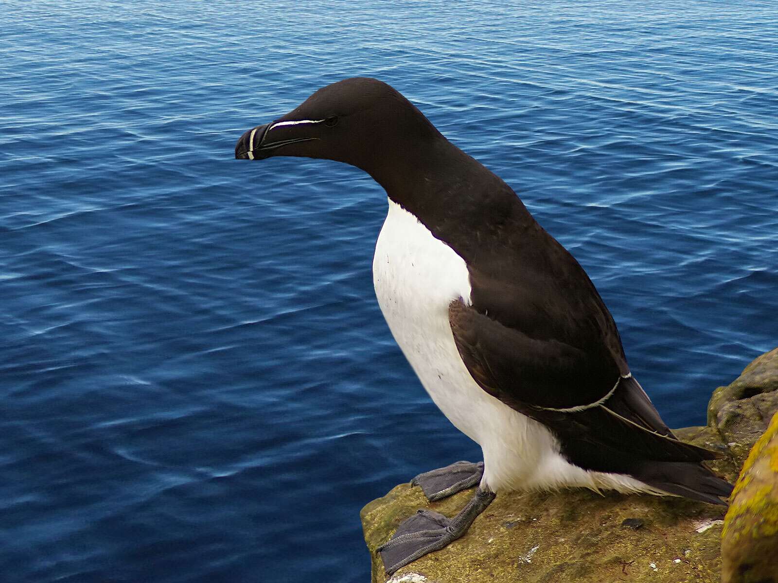 Petit Pingouin Alca Torda Fond Décran Et Images Gratuites