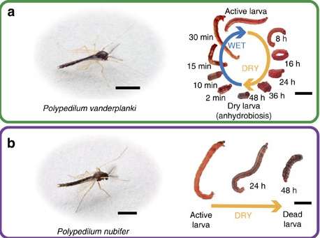 Comparaison de P. vanderplanki (a), seul insecte dont la larve est capable d’anhydrobiose avec une espèce proche, P. nubifer (b). La barre représente 2 mm. © Gusev et al 2014, Nature Communications