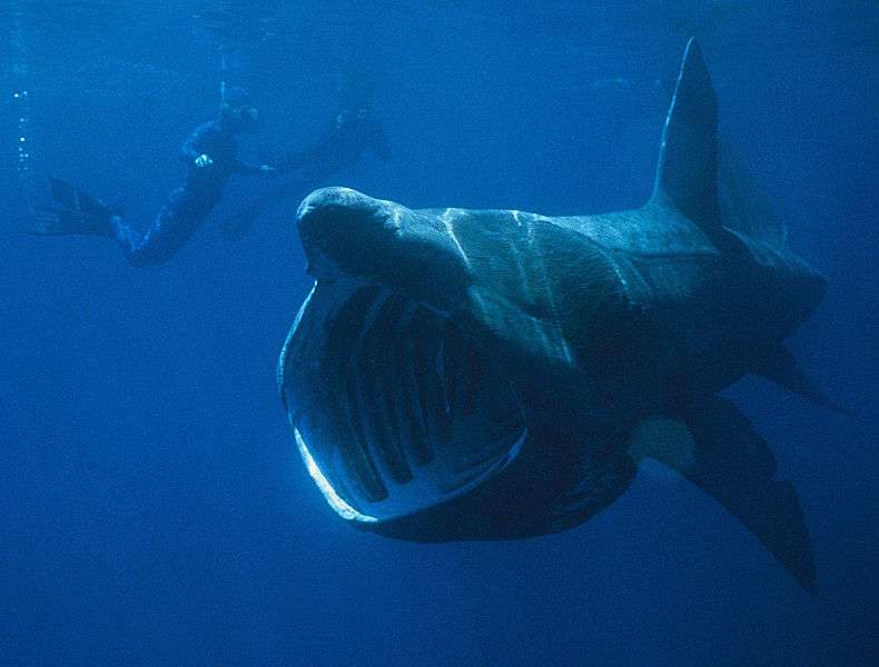 Photo d'un requin pèlerin. © Chris Gotschalk, domaine public