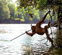 Dossier : la question de la culture dans le monde animal Peut-on parler de pratiques culturelles pour les animaux ? © DR
