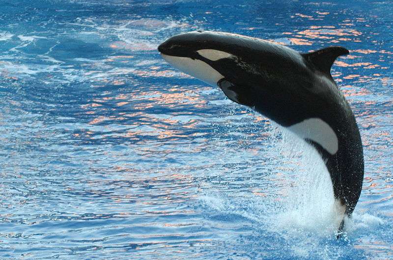 Une fois introduites dans un bassin hébergeant des grands dauphins, des orques ont modifié leurs vocalises pour imiter celles émises par leurs hôtes. © Ed Schipul, Wikimedia Commons, cc by sa 2.0