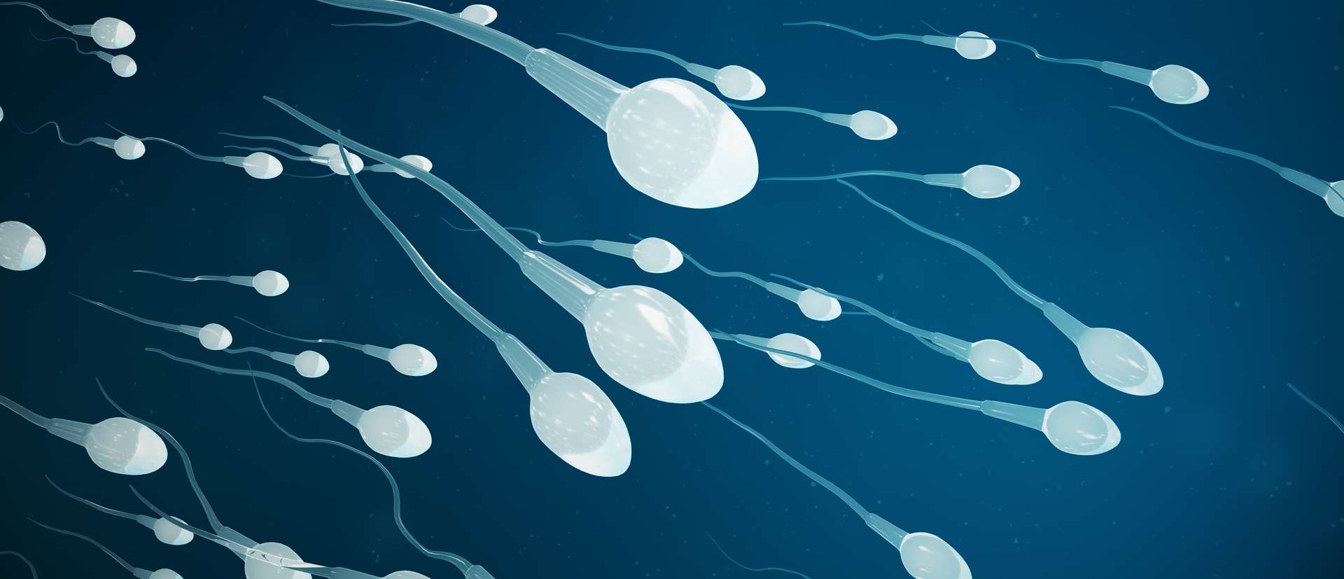 ashwagandha Peut aider à stimuler la testostérone et à augmenter la fertilité chez les hommes