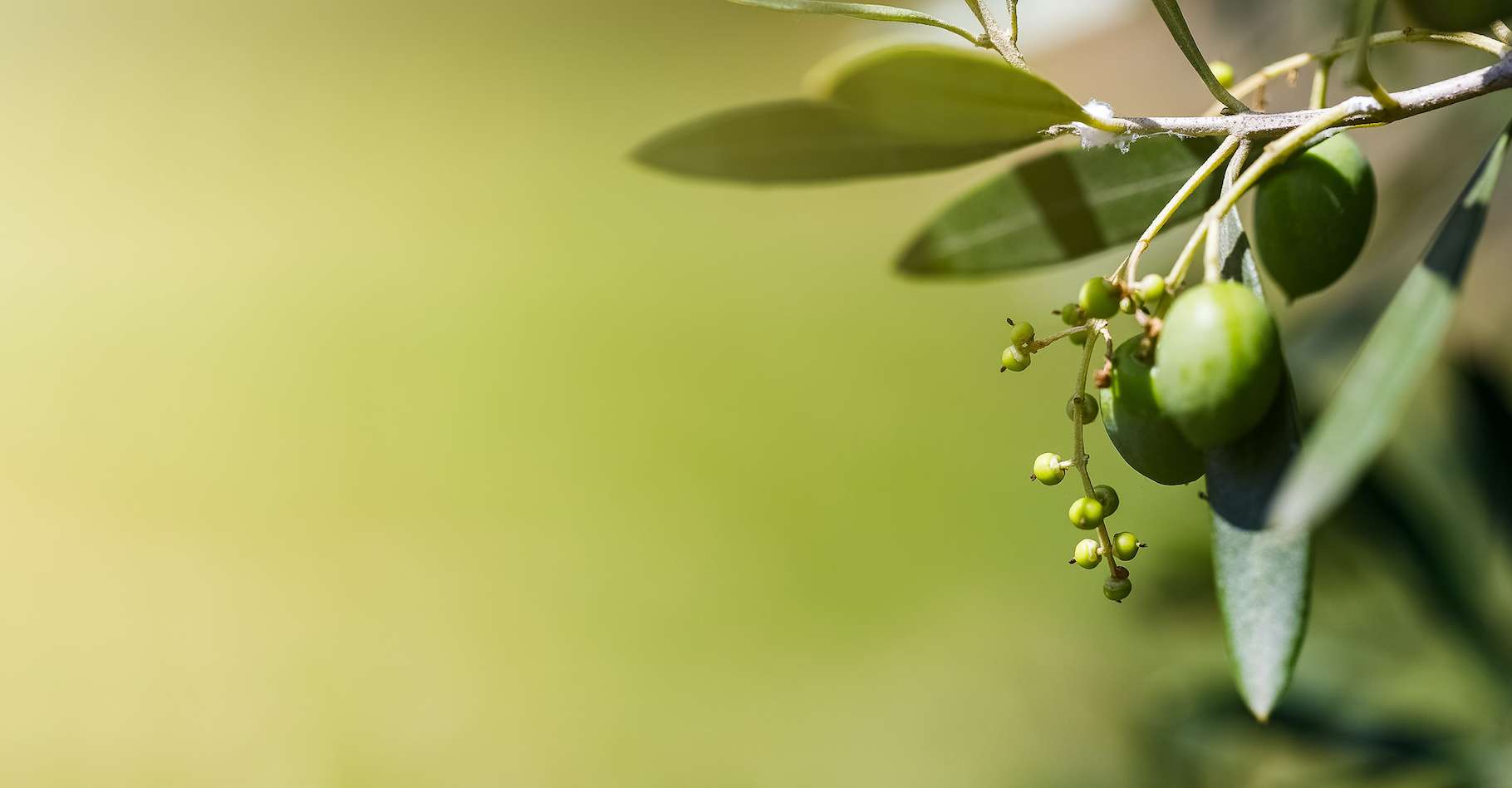 oliveiras estão em modo de sobrevivência em Espanha e Portugal