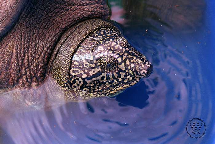 La tête de la femelle tortue à carapace molle de Swinhoe capturée dans le lac Dong Mo au Vietnam. © WCS Vietnam