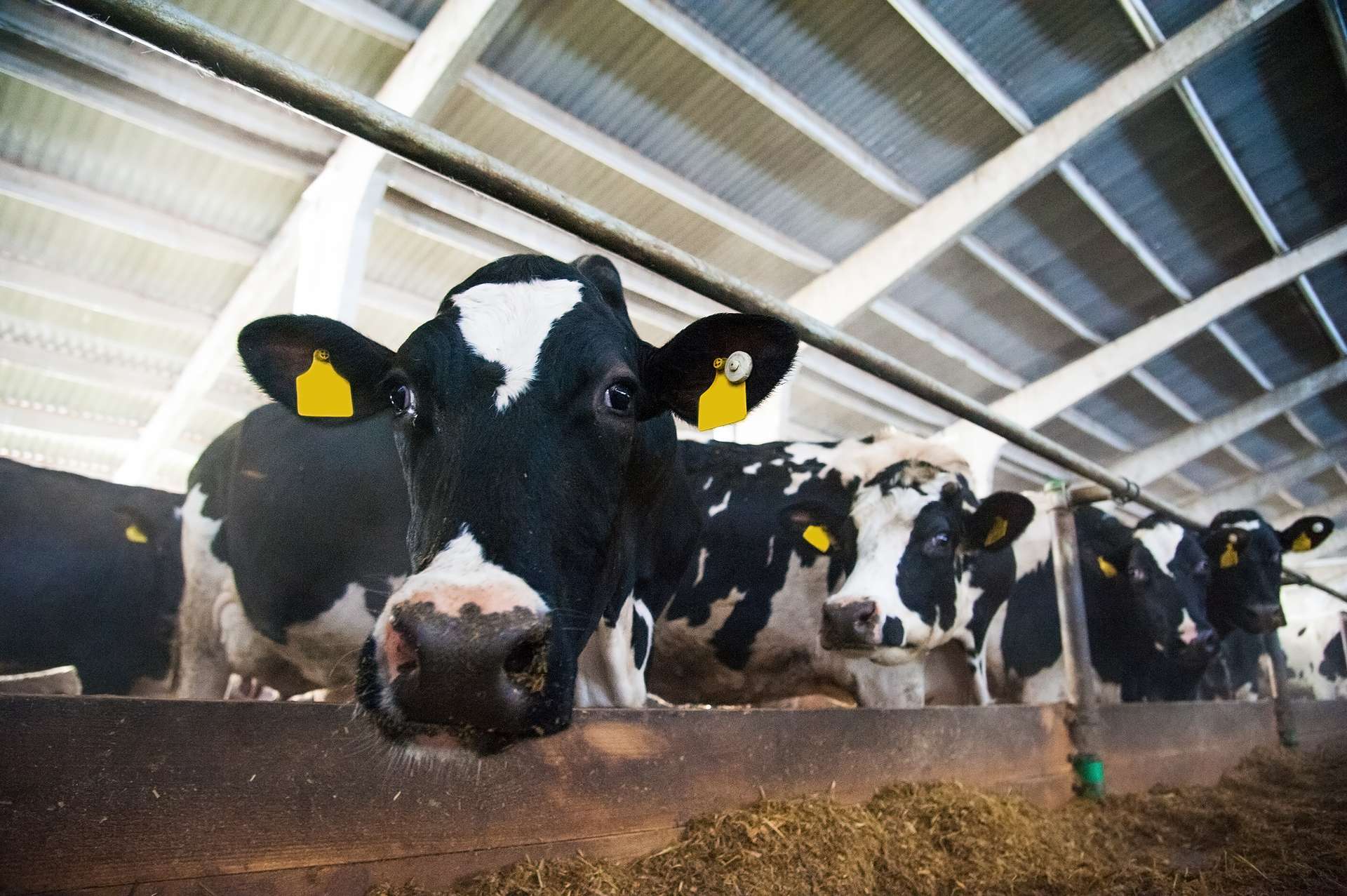 L'élevage de bovins contribue grandement aux émissions de gaz à effet de serre. © SGr, Adobe Stock