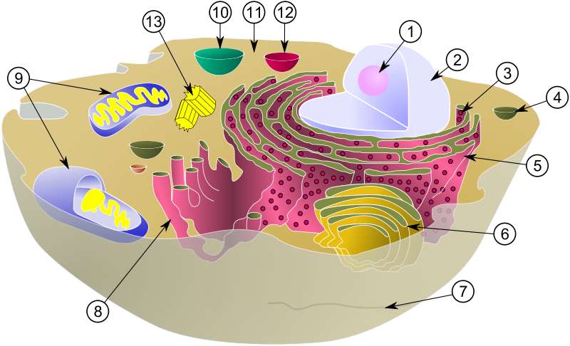 Schéma d'une cellule animale typique avec ses organites : 1. Nucléole ; 2. Noyau ; 3. Ribosome ; 4. Vésicule ; 5. Réticulum endoplasmique rugueux (ou granuleux), aussi appelé ergastoplasme ; 6. Appareil de Golgi ; 7. Cytosquelette ; 8. Réticulum endoplasmique lisse ; 9. Mitochondrie ; 10. Vacuole ; 11. Cytosol ; 12. Lysosome ; 13. Centriole. © MesserWoland et Szczepan1990, Wikimedia, CC by-sa 3.0