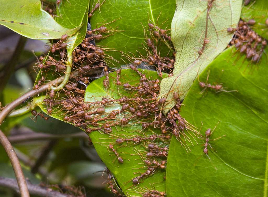 Les nids de fourmis tisserandes sont fabriqués à partir de feuilles. Les ouvrières s'assemblent en chaînes pour saisir les limbes et rapprocher leurs bords. Une larve est ensuite apportée sur place. Sa soie est utilisée pour coudre les différents éléments du nid. © Wildsingapore, Flickr, CC by-nc-sa 2.0