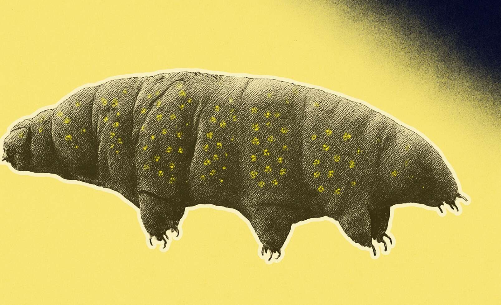 Stupéfiant : des scientifiques ont tatoué des tardigrades pour en faire des micro-cyborgs vivants !