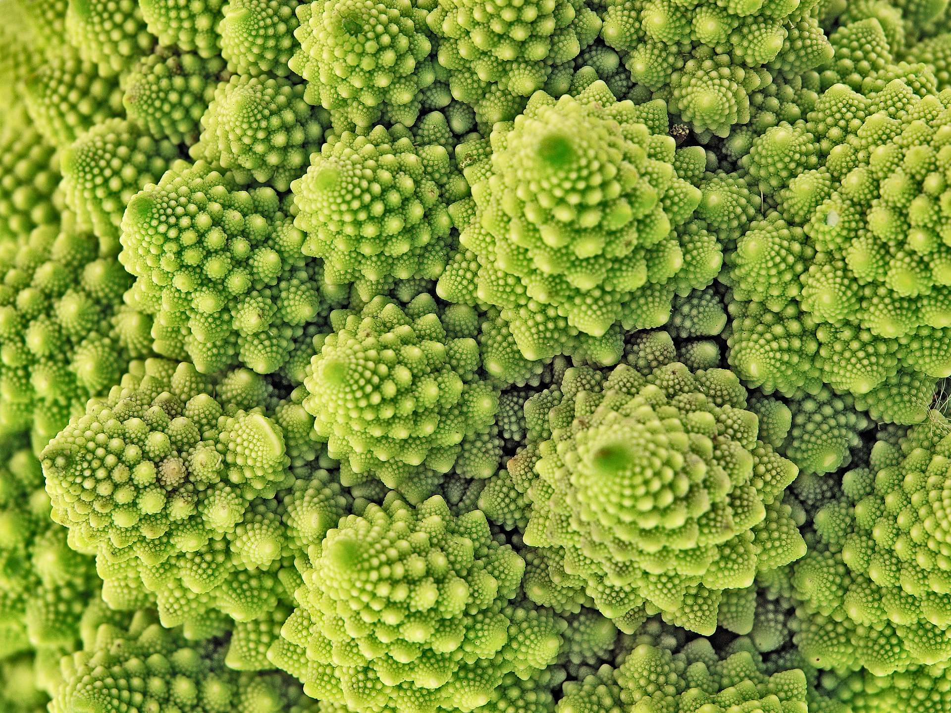 L Origine De La Forme Fractale Du Chou Romanesco Devoilee