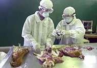 Grippe aviaire : une guerre mondiale en manque de moyens Examen, à Djakarta, de poulets victimes de l'influenza aviaire
