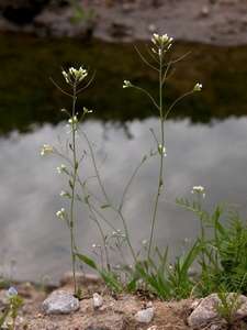 Organisme modèle L’arabette des dames (Arabidopsis thaliana) est une petite plante de la famille de la moutarde (brassicacée). Elle sert d’organisme modèle pour la recherche génétique en botanique. © Biopix via eol.org, CC by-nc
