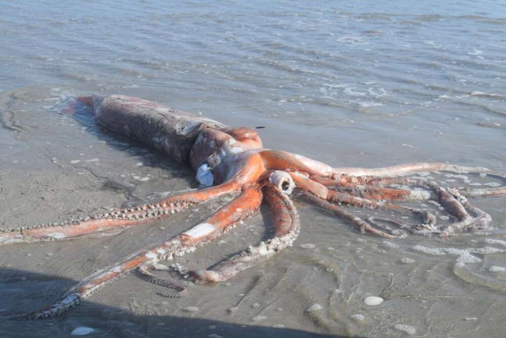 Rare : un calmar géant échoué sur une plage d'Afrique du Sud