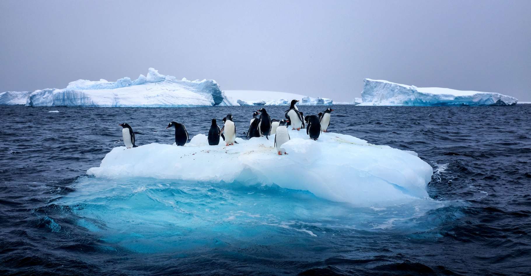 image antarctique