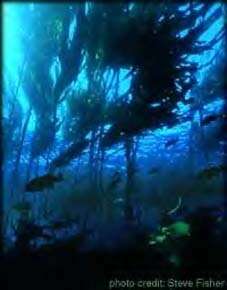 La forêt de kelp australienne en danger © Steve FisherForêt de kelp