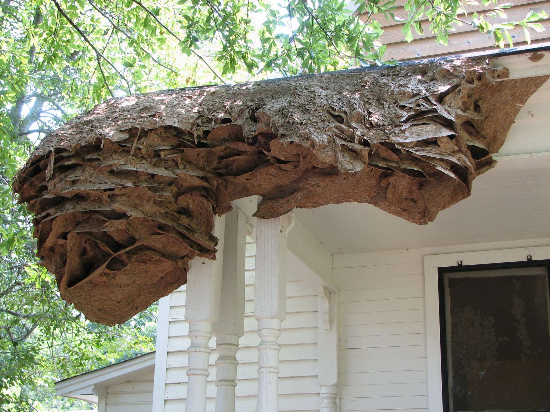 Des nids de guêpes de la taille d’une voiture ont été découverts en Alabama, alors que l’hiver doux a permis aux guêpes de constituer des colonies pérennes. © Alabama Cooperative Extension System