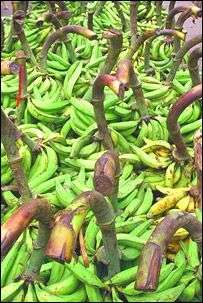 Une nouvelle source d'énergie : la banane avariée Au Queensland, un tiers de la récolte de bananes est perdu et pourrait servir à prduire de l'énergie.