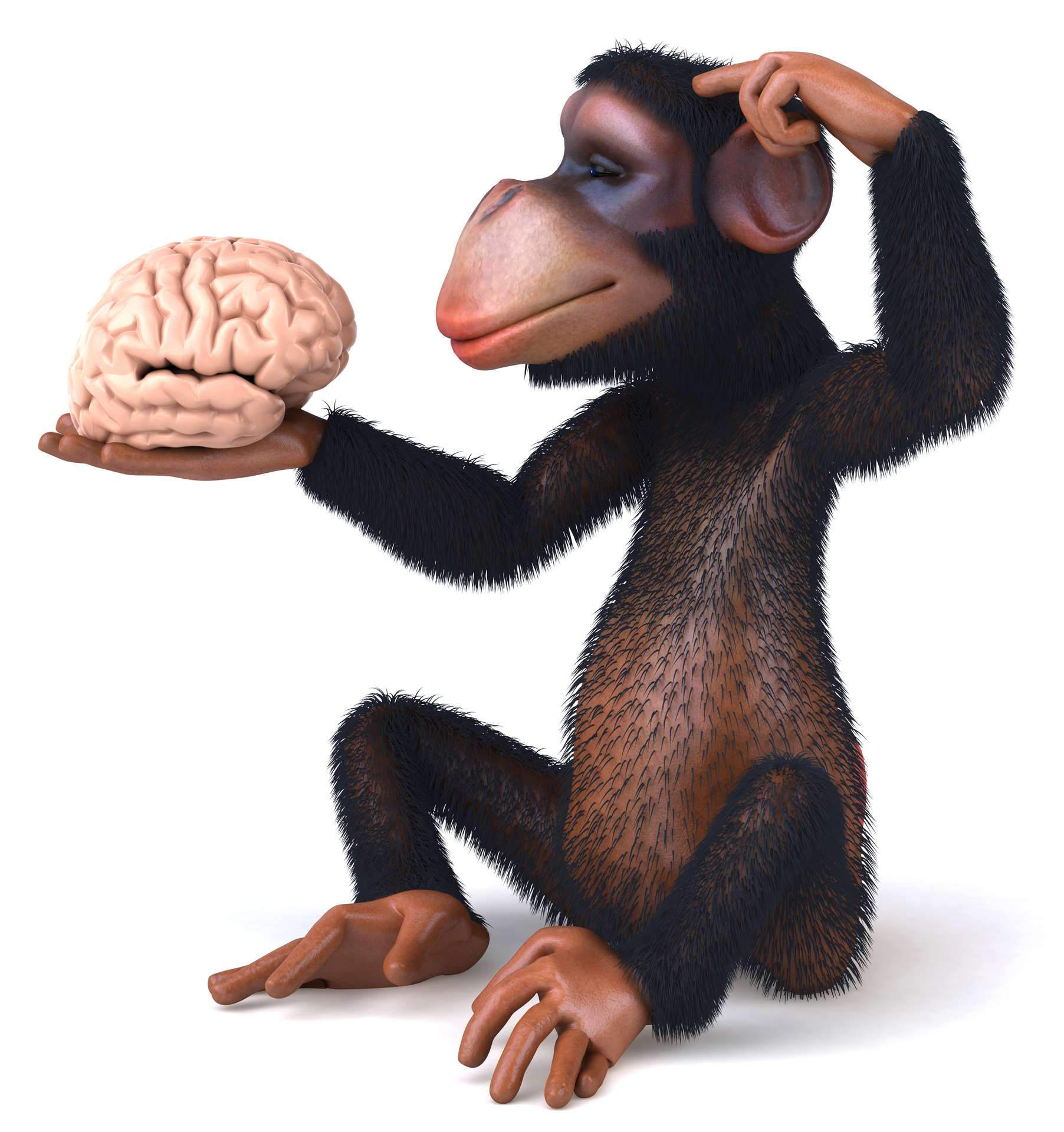 Présentation d'un cerveau de fœtus de chimpanzé - Persée