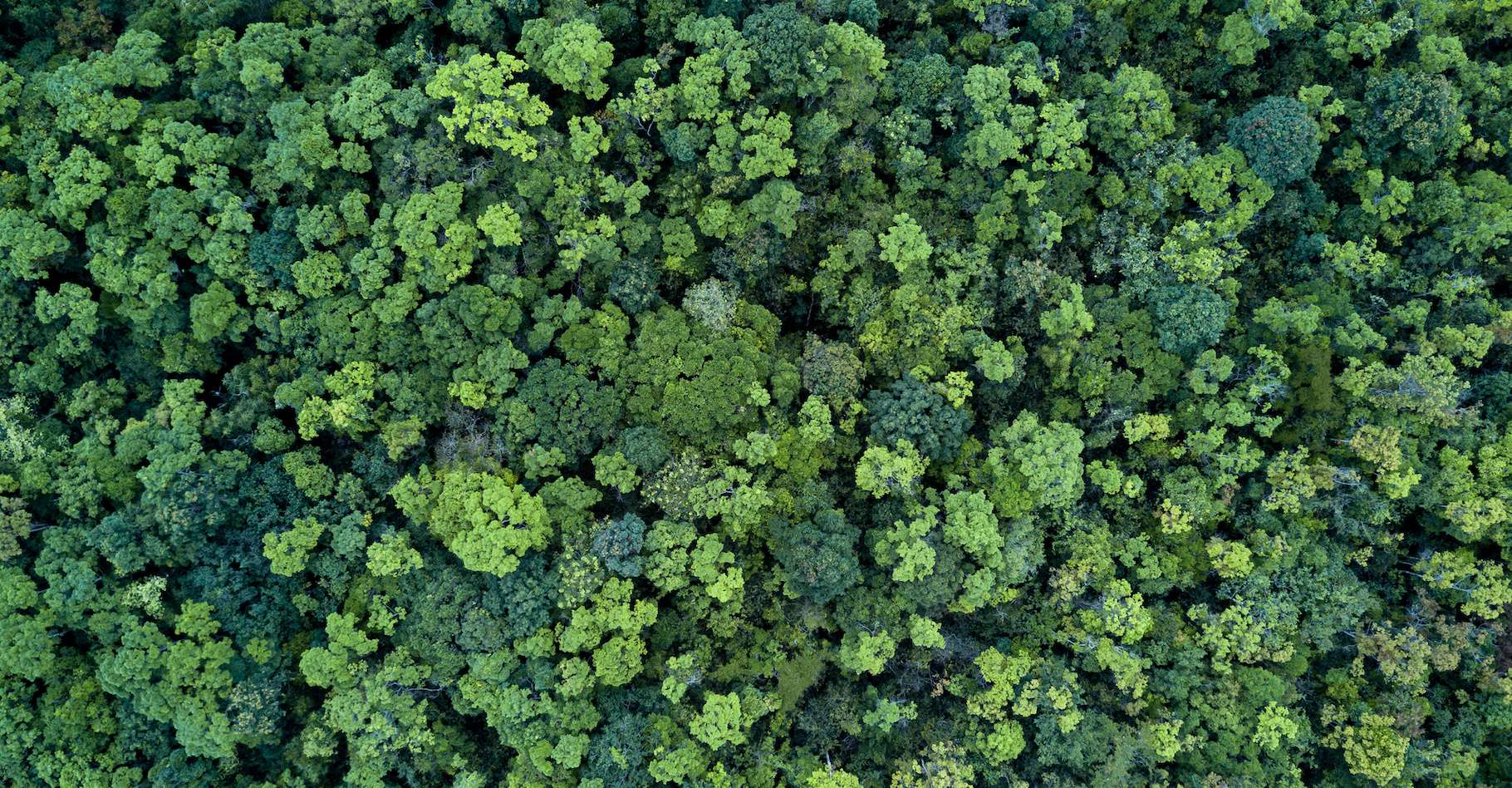 Le foreste sono i nostri migliori alleati contro il cambiamento climatico?
