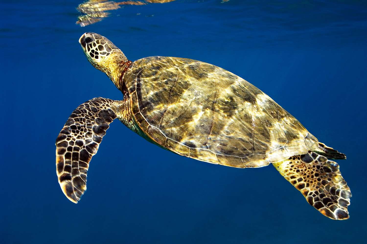 Baiser sous-marin entre un poisson et une tortue de mer - Photos Futura