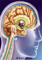 Les neurones se préoccupent aussi de l'immunité Cerveau