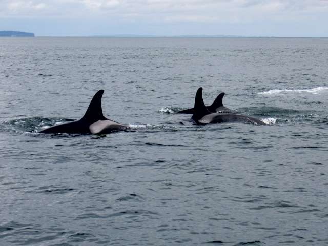 La mer des Salishs abritait 88 orques en 2011. Dans cette même région, près de 50 spécimens ont été capturés vivants entre 1960 et 1970 pour être envoyés dans des aquariums ou des marinas. © dejahthoris, Flickr, CC by-nc-sa 2.0