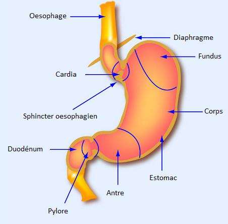 Le cardia de l'estomac a pour fonction d'empêcher le reflux vers l'oesophage. © mitopencourseware, Flickr, CC by-nc-sa 2.0