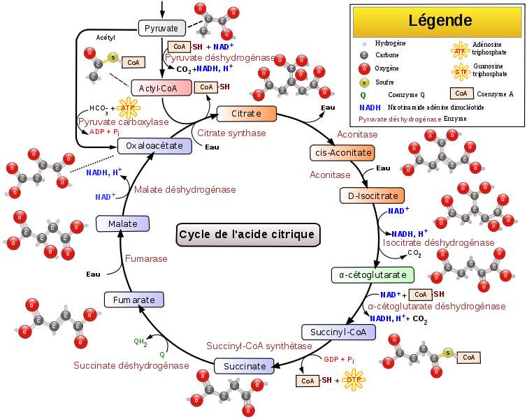 Definition Cycle De Krebs Cycle De Szent Gyorgyi Et Krebs Cycle De L Acide Citrique Futura Sante